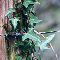 the beautiful abstract green plant leaves in the garden in the nature