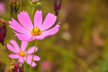 Cosmos Pink Beautiful Flowers with Bur background