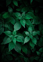 the beautiful abstract green plant leaves in the garden in the nature