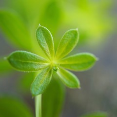 the beautiful abstract green plant leaves in the garden in the nature