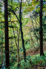 Obraz premium 兵庫県、山陰ジオパーク吉滝・苔生す谷の風景