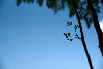 Close-up Drumstick tree leaves, Moringa leaves with the blurred background from the balcony
