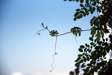 Close-up Drumstick tree leaves, Moringa leaves with the blurred background from the balcony