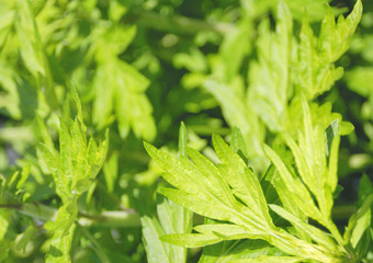 野草　春　素材