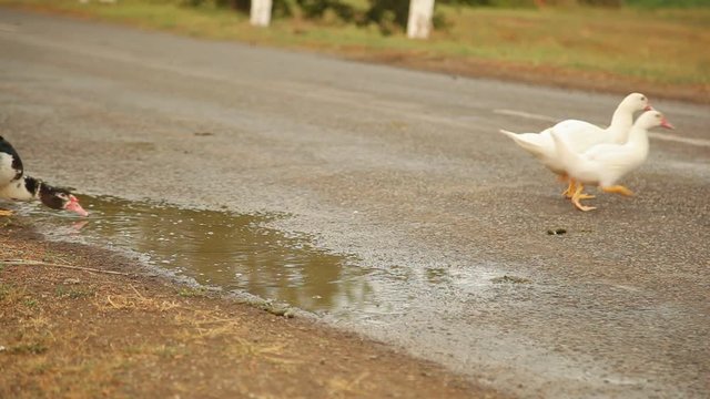 group of white ducks go across the asphalt road in the village