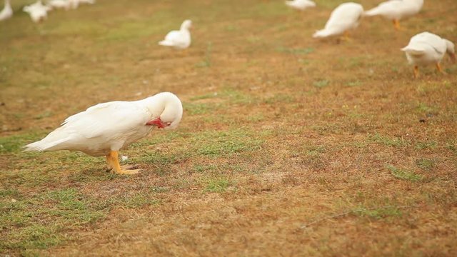 white duck walking on the graund outdoors