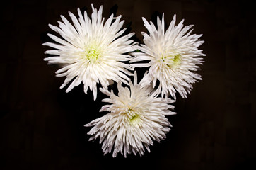 White chrysanthemum flowers on black background