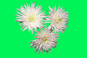White chrysanthemum flowers on green background