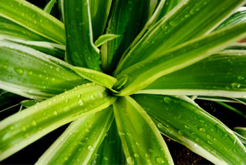 Fototapeta na wymiar Spider Plant with morning light and water drops. Spider Plant 1 from Top 10 NASA Approved Houseplants for Improving Indoor Air Quality.