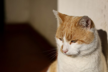Young male cat sitting under sunlight and enjoying, head shot