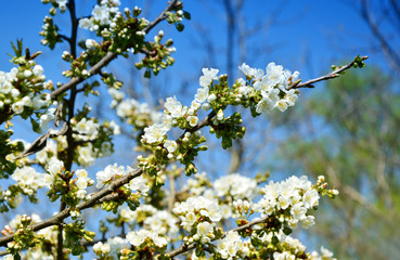 White pear blossoms with blue color filter 
white flower with blue sky background.