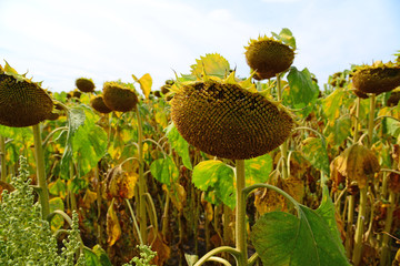 field of ripe big sunflower in August in Russia