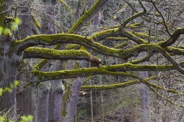 moss on tree, jungle of brenchees, Ent, Fangorn, Trebeard, Lord of the rings