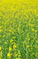 Fototapeta premium Rapeseed for make oilseed rape and Biodiesel
