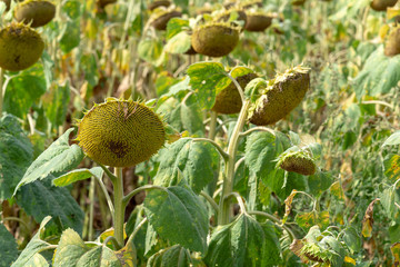 field of ripe sunflower in August in Russia