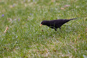 black bird in the grass