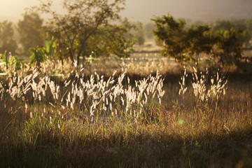 Obraz na płótnie Canvas grass filed and sun light swing by wind country side of Thailand and around 