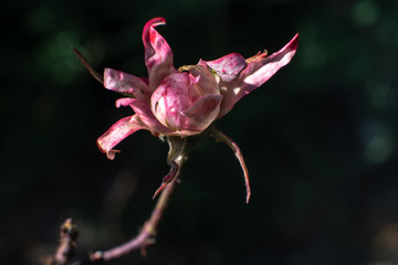 capullos al amanecer