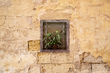Fototapeta na wymiar window in the wall and green plants