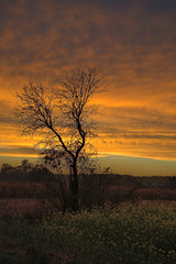 Fototapeta na wymiar Tree on sunset