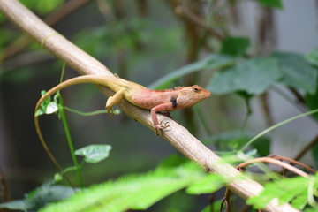 lizard on a tree