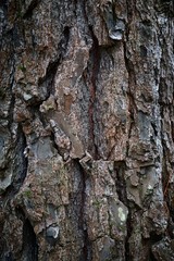 the tree trunk abstract texture pattern 