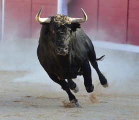 toro en españa