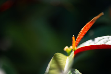 Green red leaf with blured background