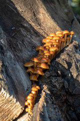 Pilze spriessen aus altem Baumstamm im Wald