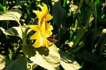 The butterfly collects nectar and pollen from the sunflower flower.