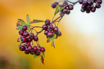 Herbstfrüchte