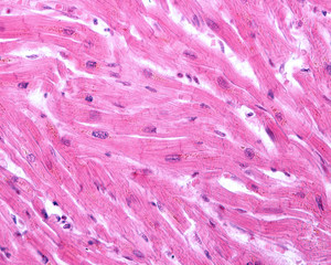 Obraz premium Striated cardiac myocytes