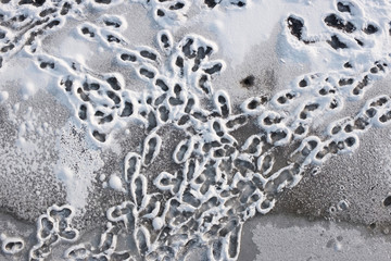 Human traces in the white snow