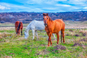 rural scenery with three horses on the pasture 
