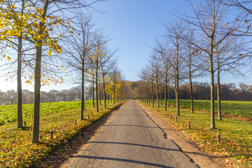 Fototapeta premium long straight deserted tree lined road leading into the distance with forest and blue sky in the background