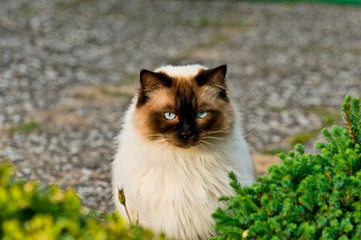 Ragdoll