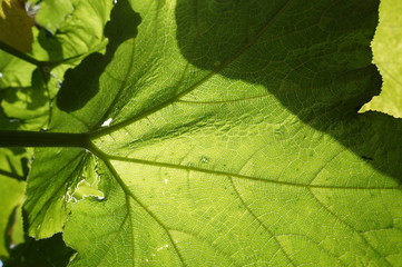 hoja verde con  luz por detras 