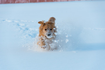 犬と雪　ゴールデンレトリーバー