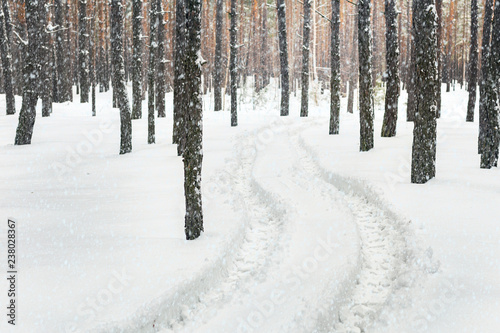 Winter Pine Forest Landscape With Rut In Deep Snow Between
