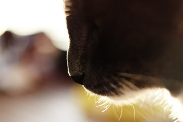 the muzzle of a gray cat with a black nose in profile, illuminated by the bright sun