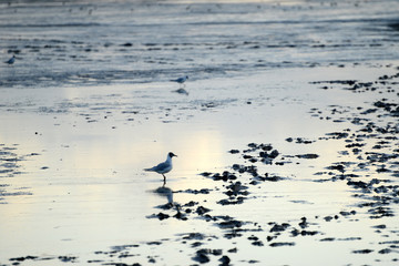 Wattenmeer bei Husum - Nordsee 