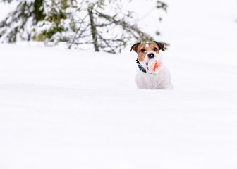 Dog playing in forest falls into deep snow