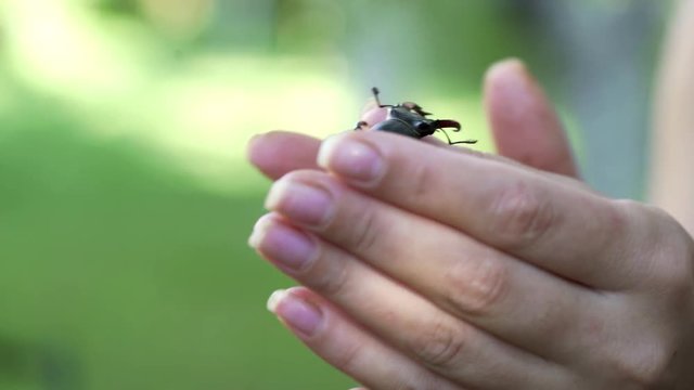 Stag Beetle (Lucanus cervus). The beetle is crawling along the human hand.