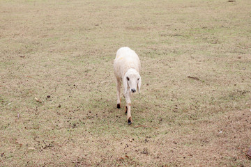 Obraz na płótnie Canvas A sheep walking in the meadow.