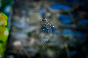 spider on web