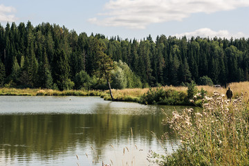 Wild lake near the forest with pines