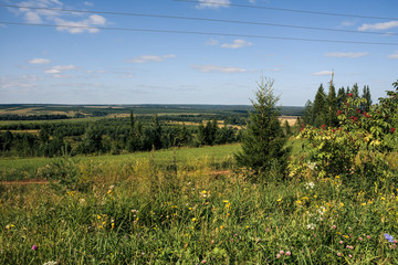 Landscape with fields and forest