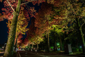 アメリカ楓通りのライトアップ