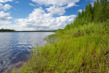 Summer landscape on the river