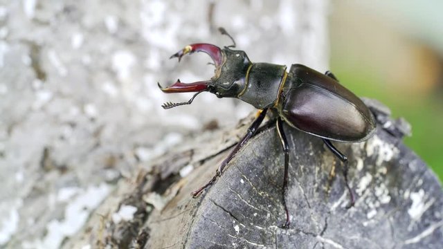 Stag-beetle crawling on a tree. Stag-beetle close-up moves in the open air in the summer on a thick branch of a tree